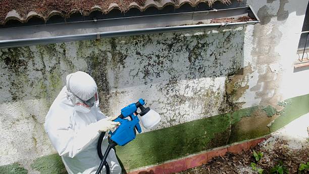 Top rated local Mold Remediation specialists in Sachse, TX